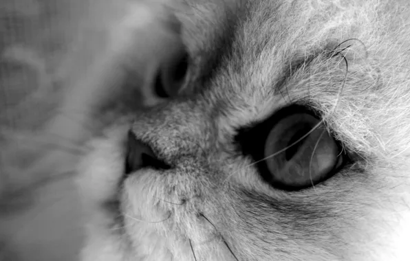 Picture cat, cat, macro, black and white, grey background