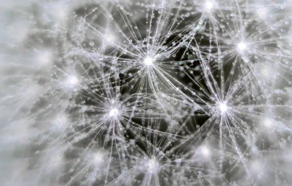 Macro, Rosa, dandelion