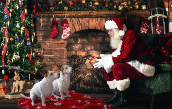 Dogs, holiday, tree, Santa Claus