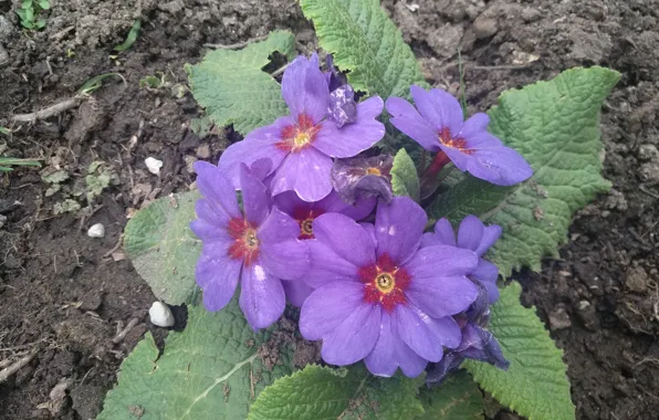 Picture Flowers, Purple flowers, Purple flowers, Primula