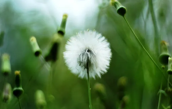 Greens, white, dandelion, plant