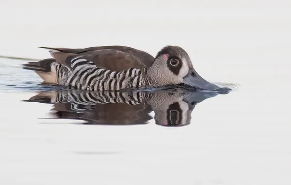 Water, reflection, duck