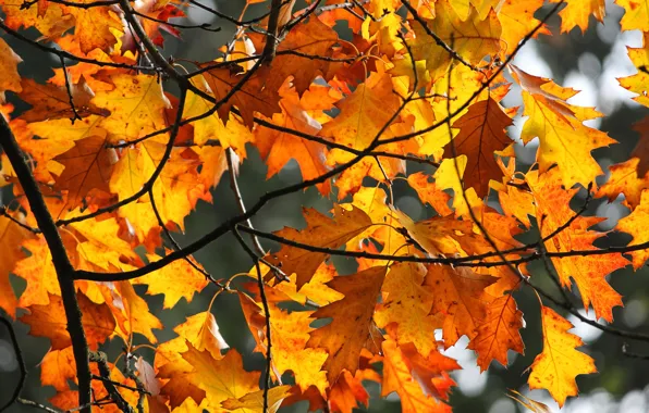 Autumn, leaves, light, branches, yellow, maple, the colors of autumn, autumn leaves