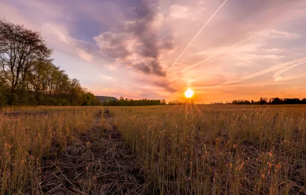 Field, sunset, nature