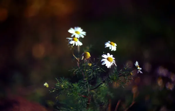 BACKGROUND, FOREST, NATURE, CHAMOMILE