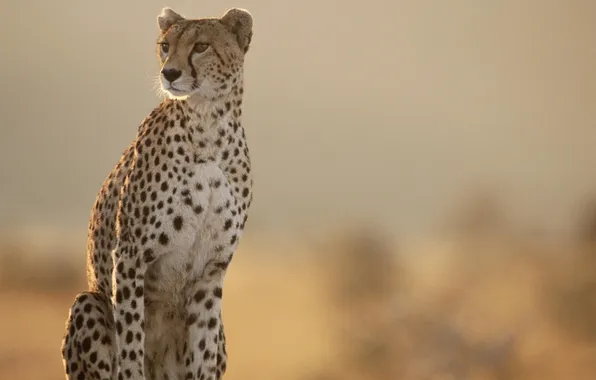Picture dal, Cheetah, Cheetah, looking at