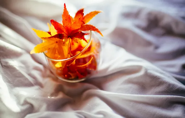 Leaves, yellow, vase, sheet