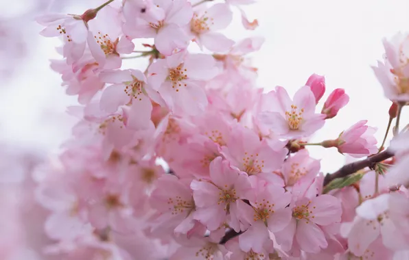 Flowers, branches, spring, petals, pink