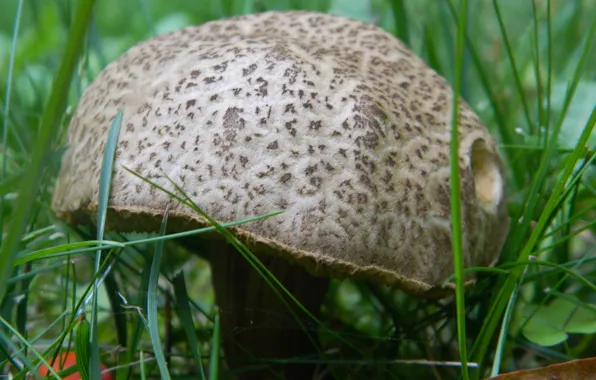 Grass, Mushroom, berry, autumn leaf
