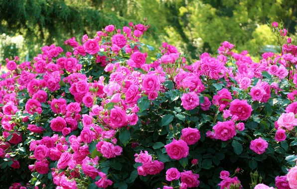 Roses, Japan, Japan, Kyoto, Kyoto, the bushes, Botanical garden, Kyoto Botanical Garden