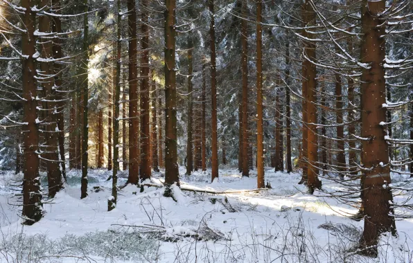 Picture winter, forest, the sun, rays, snow, pine