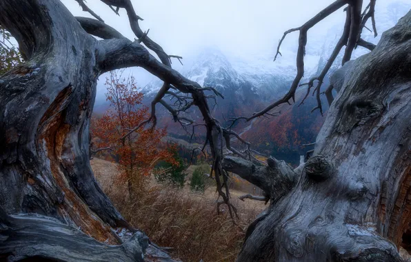 Mountains, trunk, mist