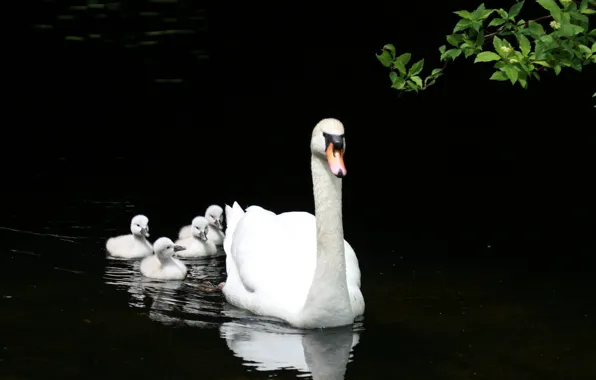 Picture WHITE, FAMILY, POND, LAKE, SWAN, DUCKLINGS, OFFSPRING