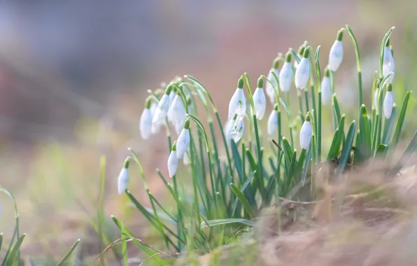 Picture background, plant, snowdrops