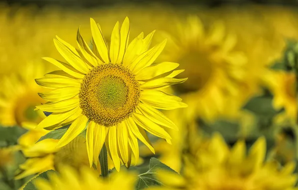 Picture nature, background, sunflower