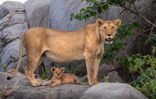 Picture nature, baby, lioness, mom, lion, lion