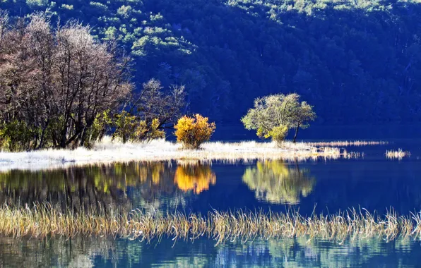 Trees, lake, reflection, slope