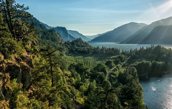 Greens, forest, the sun, rays, trees, mountains, glare, river