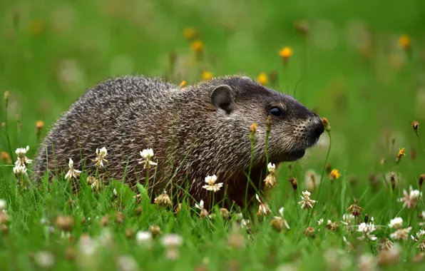 Summer, grass, look, flowers, glade, clover, walk, marmot