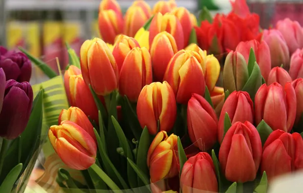 Picture orange, red, bouquet, tulips, buds, a lot, two-tone