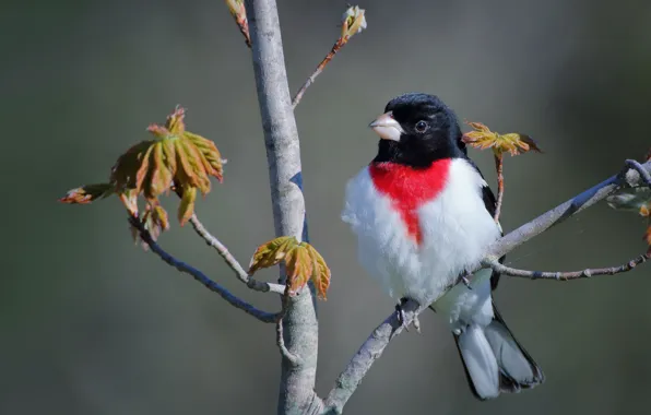 Branches, background, tree, bird, The red-breasted cardinal Dubonosov, Vladimir Morozov