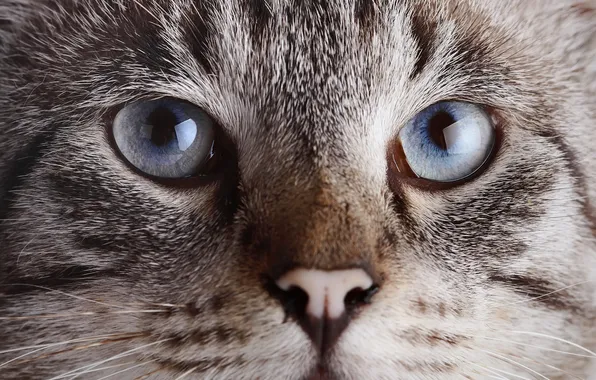 Cat, eyes, cat, look, face