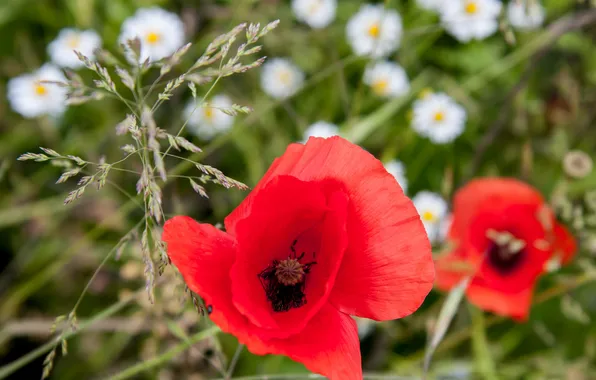 Picture field, macro, Mac, petals, meadow