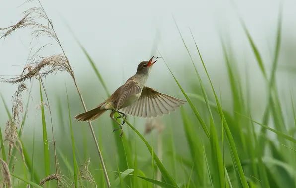 Grass, nature, bird