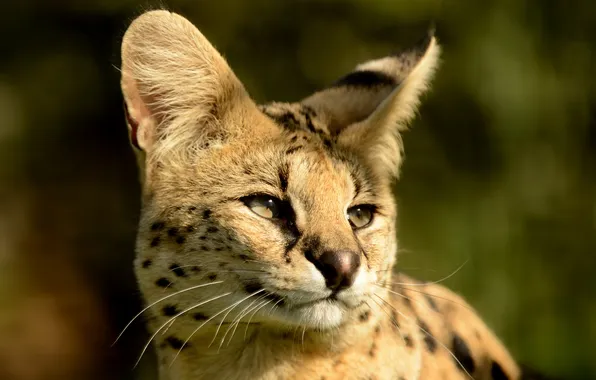 Picture cat, face, Serval