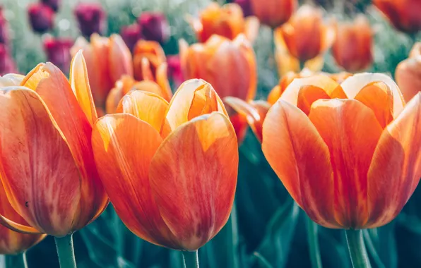 Flowers, background, spring, tulips, rozmycie