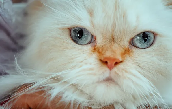 Look, muzzle, blue eyes, Himalayan cat