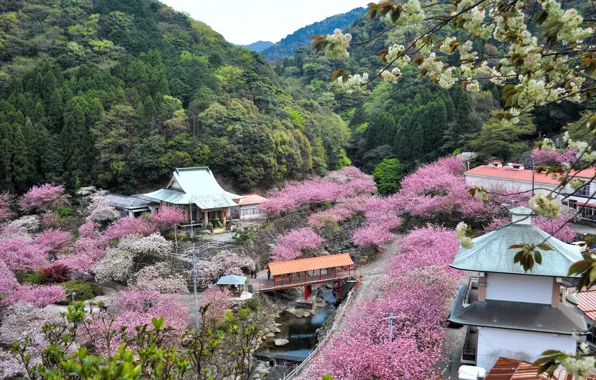 Japan, Japan, the roofs of the houses, wooded hills, the cherry blossoms, Oita