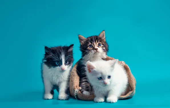 Look, cats, pose, kitty, kittens, trio, blue background, three kittens