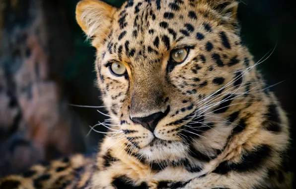 Picture face, portrait, predator, leopard, wild cat