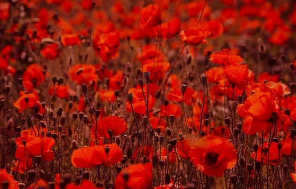 Summer, flowers, red, bright, Mac, Maki, meadow, a lot