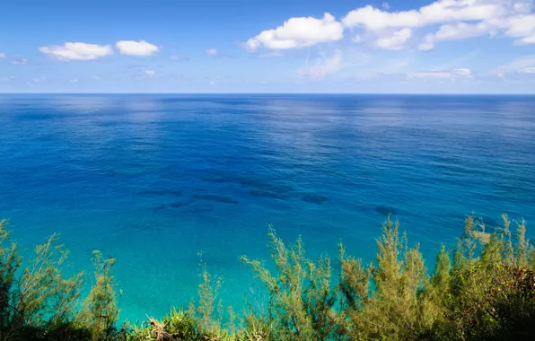 Picture sea, the sky, grass, clouds, plants, horizon