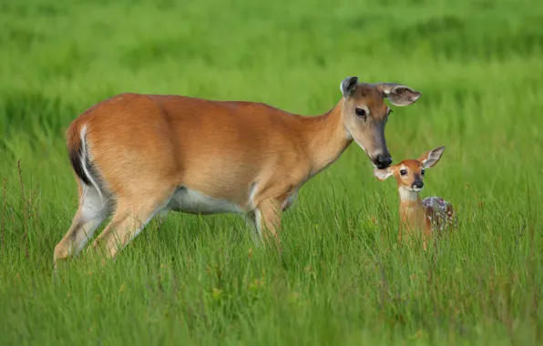 Grass, baby, deer, mom, deer