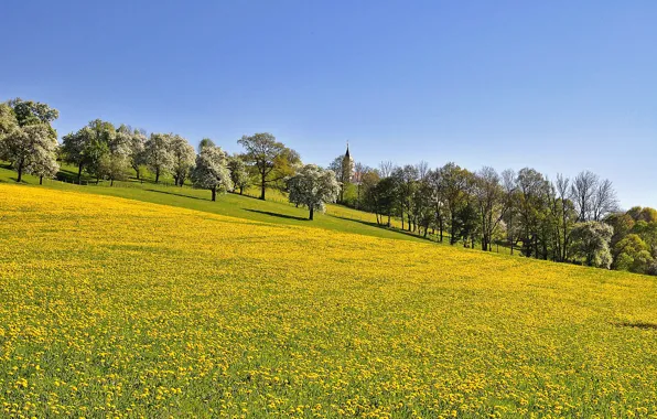 Flowers, Nature, Trees, Meadow, Landscape
