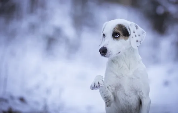 Winter, white, look, snow, nature, pose, portrait, dog