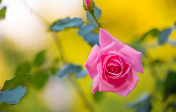 Picture leaves, flowers, roses, pink, yellow background, bokeh