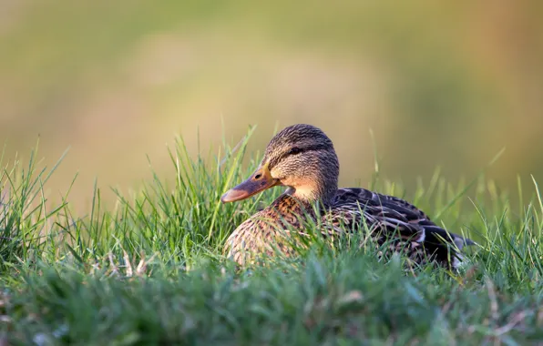 Grass, nature, grey, background, bird, duck, sitting