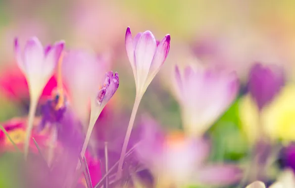Picture macro, spring, blur, crocuses, primrose