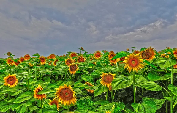 Picture field, the sky, clouds, flowers, sunflower