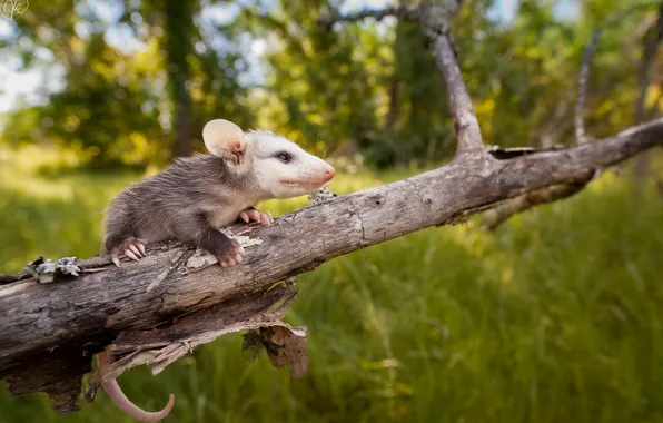 Nature, background, Opossum
