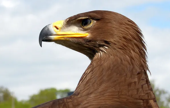 Bird, eagle, feathers, beak