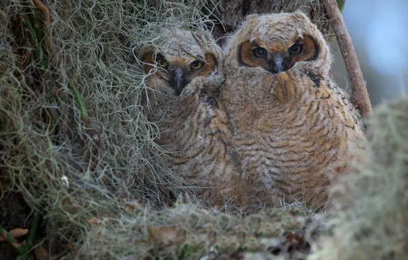 Picture owls, Chicks, Virgin Filin