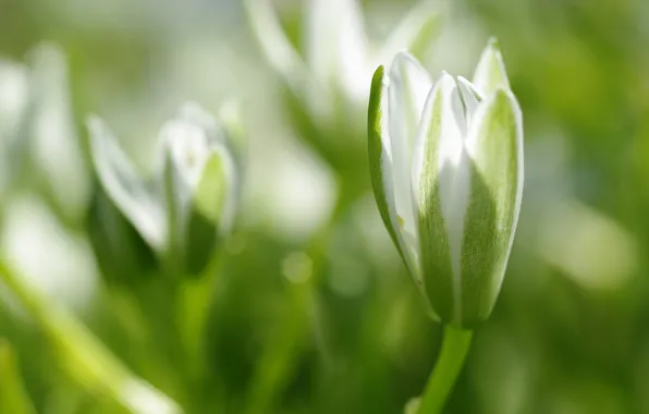 Flower, macro, flowers, nature, tenderness, beauty, plants, Bud
