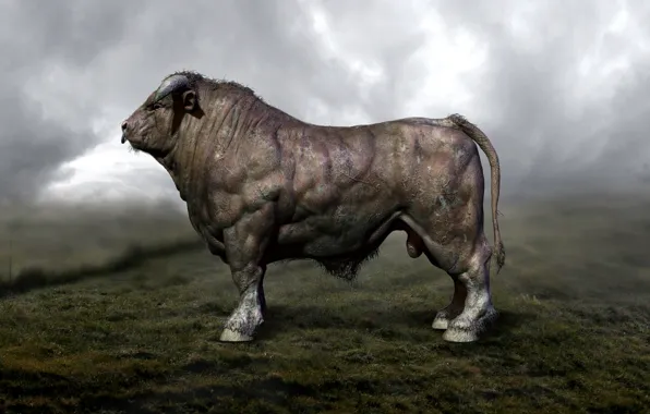 Picture bull, male, muscles, artiodactyls