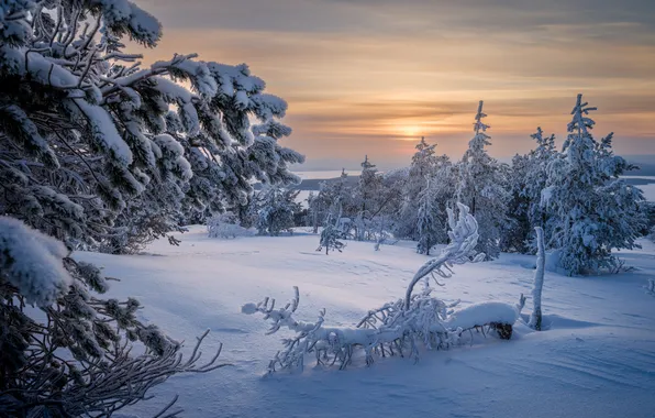 Winter, snow, trees, the snow, Russia, Murmansk oblast, Hair Hill, Gennady Korzh