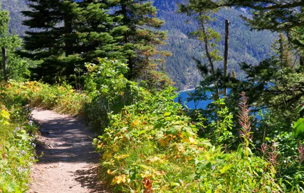 Forest, nature, trail, mountain lake, Path overlooking Bertha Lake in Waterton Lakes National Park